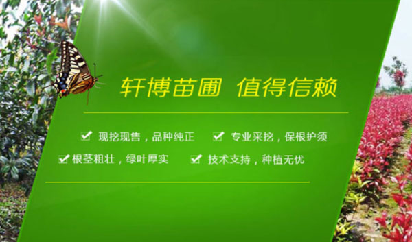 苗圃展示型网站